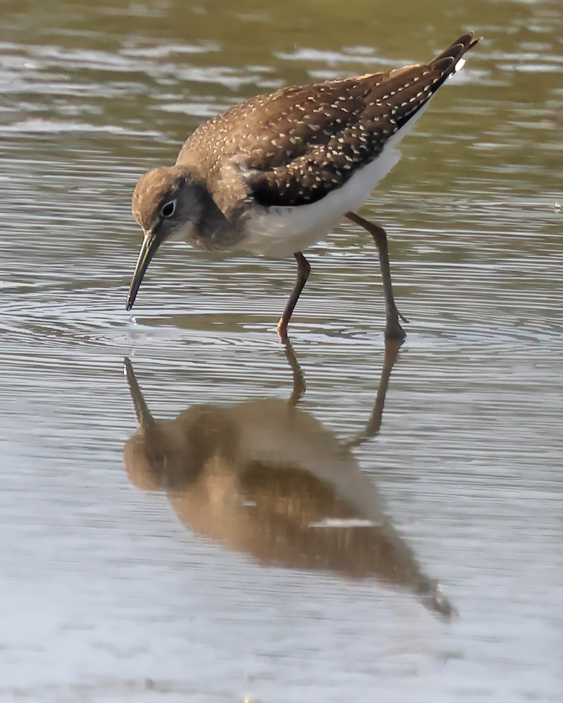 Solitary sandpiper